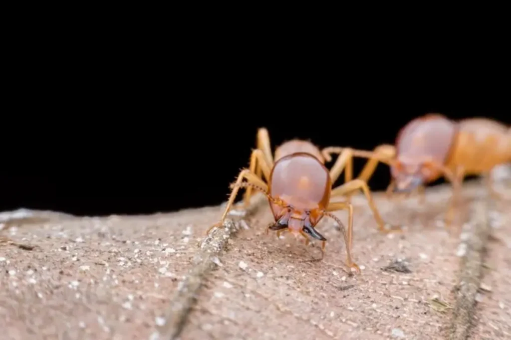 Impact Termite Activity