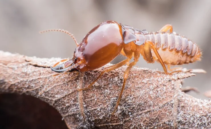 Identify Termites