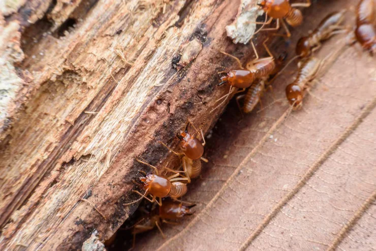 Identify Termites