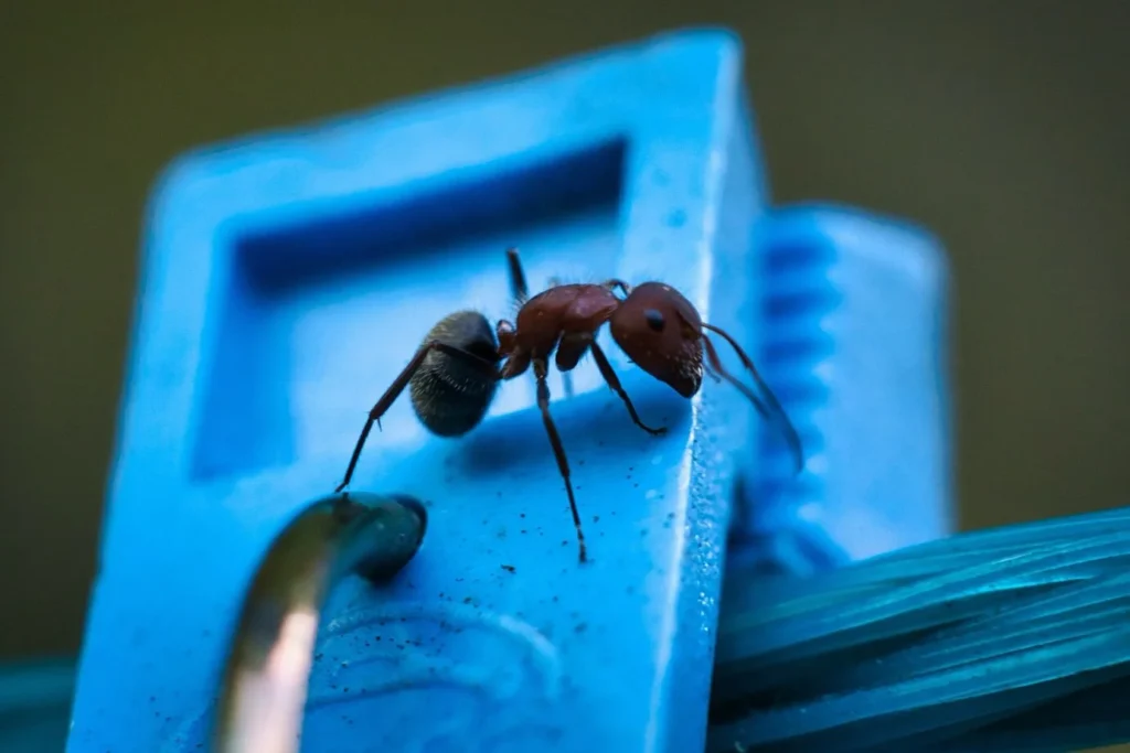 Myths About Termites