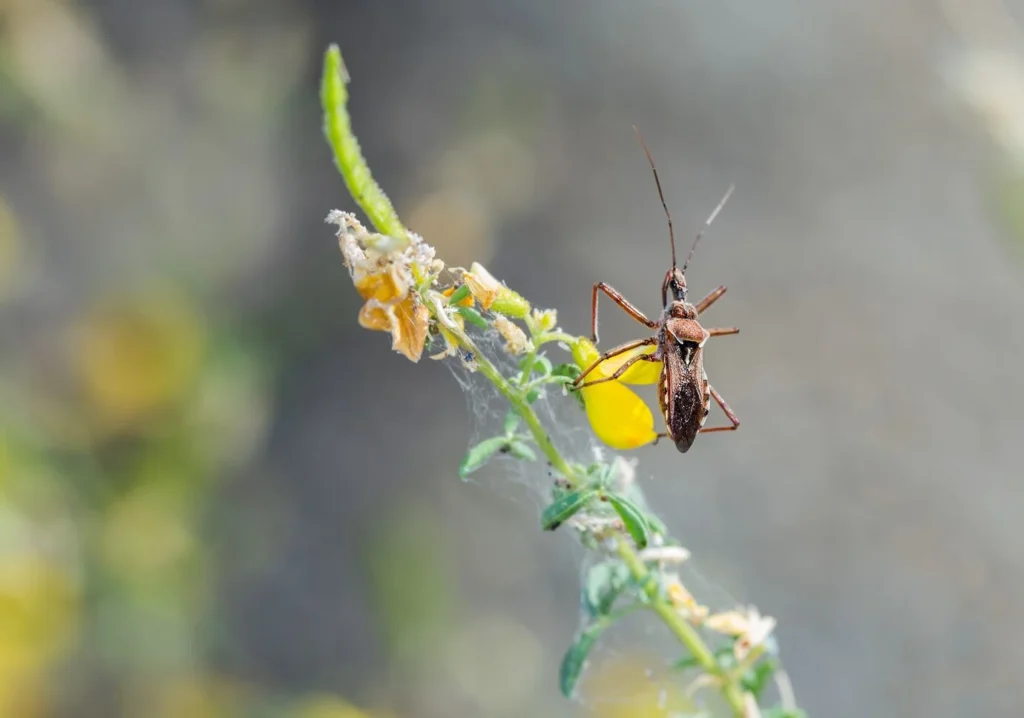 Prevent Mosquito Breeding Grounds