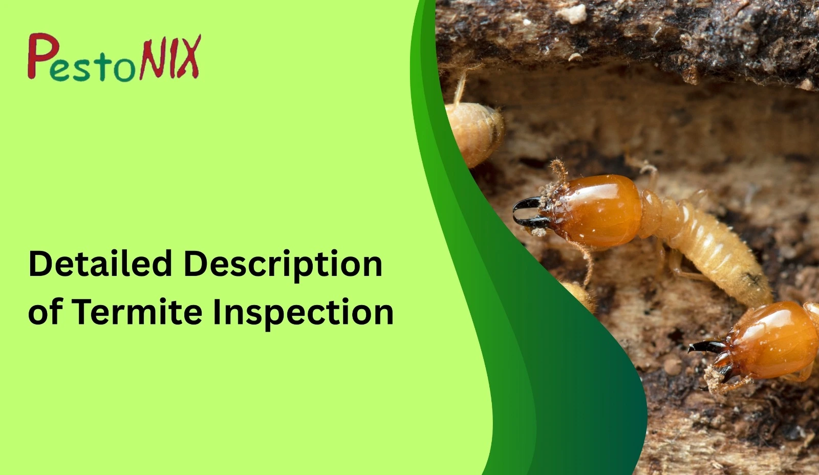 Detailed Description of Termite Inspection