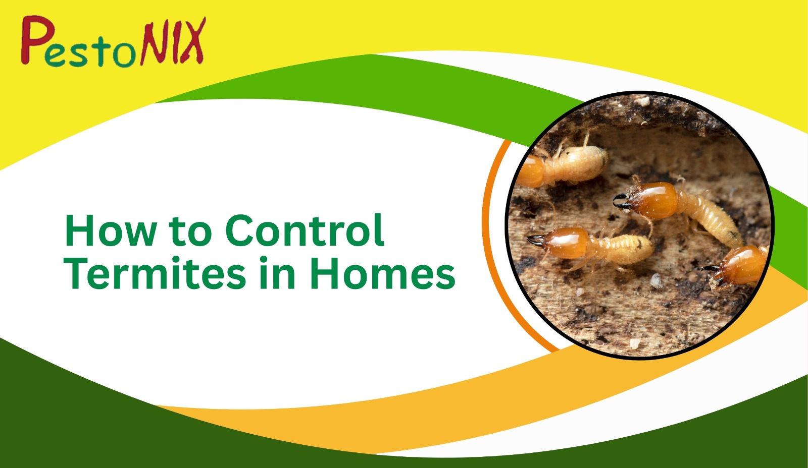How to Control Termites in Homes?