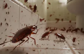 Best Pest Control Company In Kolkata , Affordable Pest Control Services in Kolkata , Top Rated Pest Control services in Kolkata , Professional Pest Control agency in Kolkata , Rodent Control Services Kolkata , Eco-friendly Pest Control services in Kolkata , Pest extermination services in Kolkata , Kolkata pest management services at home , Cockroach Control Services Kolkata , Industrial Pest control services in Kolkata , Best Bed Bug Exterminator Kolkata, Cockroach Infestations