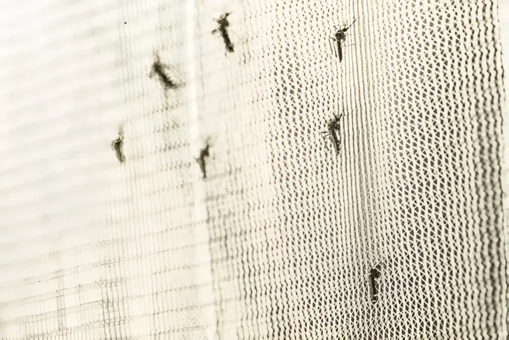 Which Techniques Reduce Mosquito Breeding Effectively