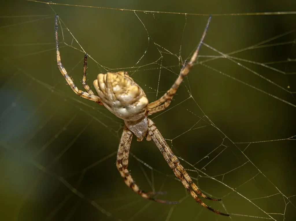 stop spiders naturally