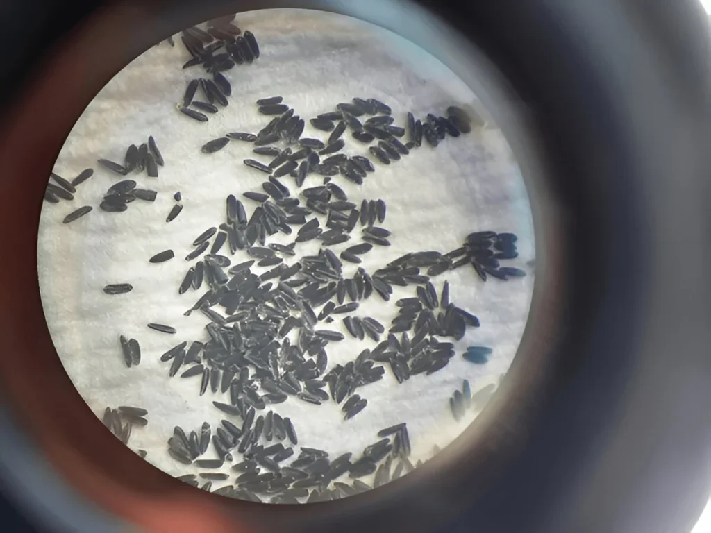 mosquito egg growth