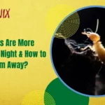 Why Pests Are More Active at Night & How to Keep Them Away?