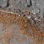 Why does the monsoon increase pest problems?