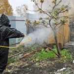 When to opt for chemical pest treatments