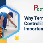 Why Termite Control is Important? 