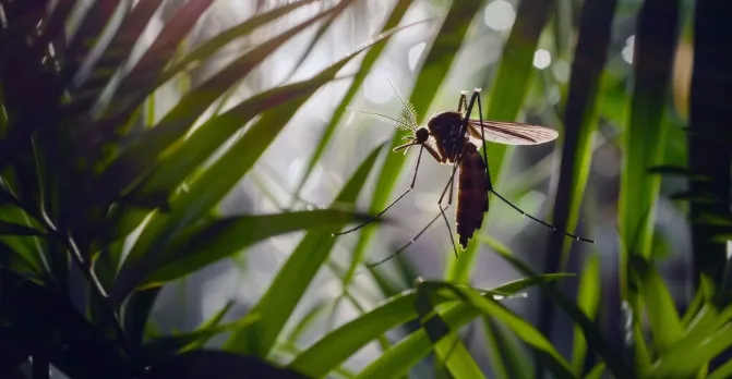 Best Pest control Company In Kolkata, Repel Mosquitoes Naturally