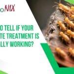 How to Tell If Your Termite Treatment Is Actually Working?