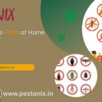 Tips to Eliminate Pests at Home Before Summer