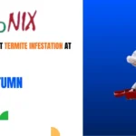 How to Prevent Termite Infestation at Home This Autumn?