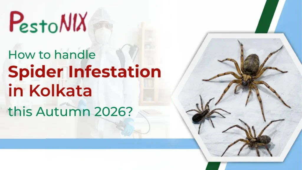How to Handle Spider Infestation in Kolkata This Autumn 2026?