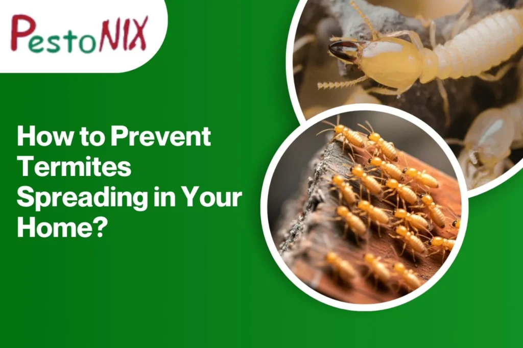 How to Prevent Termites Spreading in Your Home?