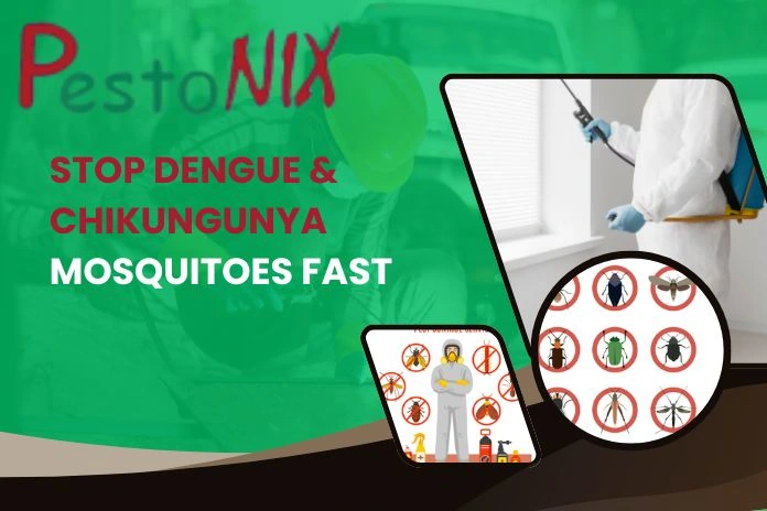 Stop Dengue & Chikungunya Mosquitoes Fast 